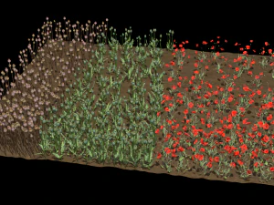 Papaver veld 3D Model
