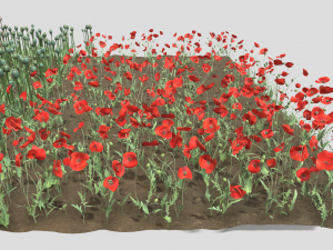 Poppy field 3D-Modell