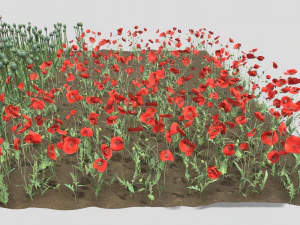 campo de amapolas Modelo 3D