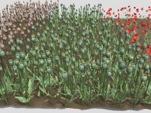 Poppy field 3D-Modell