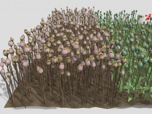 campo de amapolas Modelo 3D