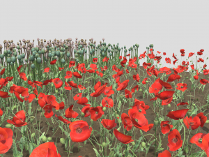 Poppy field 3D-Modell