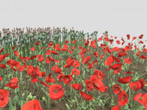 campo de amapolas Modelo 3D