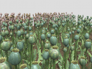 Poppy field 3D-Modell