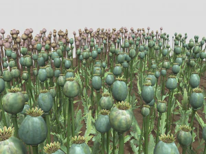campo de amapolas Modelo 3D