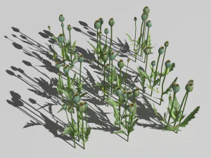 campo de amapolas Modelo 3D