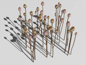 campo de amapolas Modelo 3D