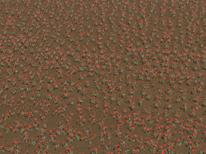 Poppy field 3D-Modell