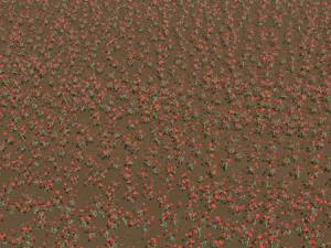 campo de amapolas Modelo 3D