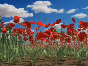 Poppy field 3D-Modell