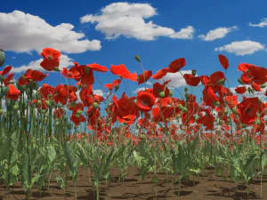 campo de amapolas Modelo 3D