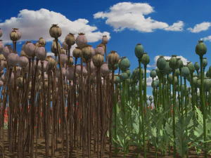 campo de amapolas Modelo 3D