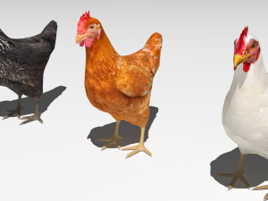 Chickens for 3d printing 3D 模型