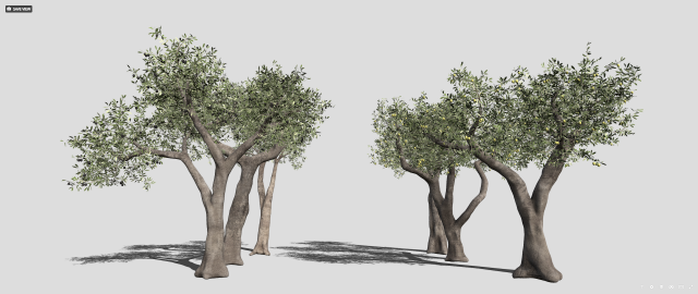 Six Olive trees 3Dモデル .c4d .max .obj .3ds .fbx .stl .blend 