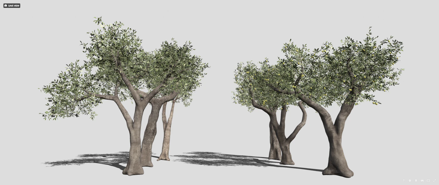 Six Olive trees 3D Model .c4d .max .obj .3ds .fbx .stl .blend