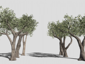 Six Olive trees 3Dモデル