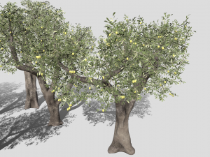 Six Olive trees 3Dモデル