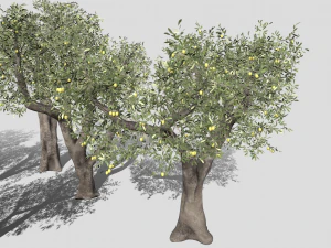 Six Olive trees 3D Model