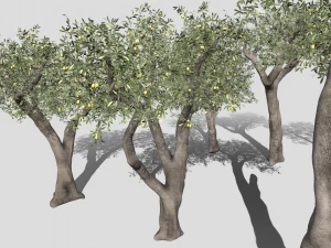 Six Olive trees 3D Model