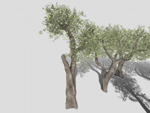 Six Olive trees 3D Model