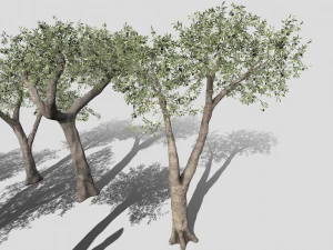 Six Olive trees 3D Model