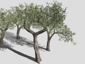 Six Olive trees 3D Model