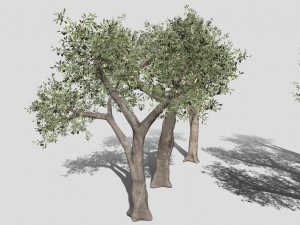 Six Olive trees 3Dモデル