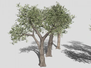 Six Olive trees 3D Model