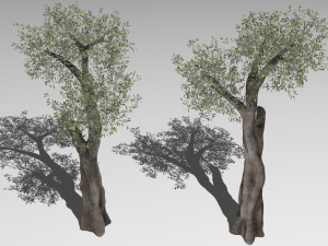 Six Olive trees 3Dモデル