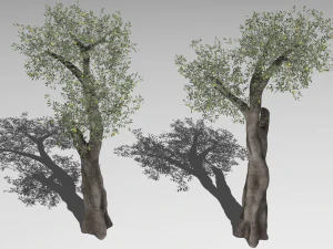 Six Olive trees 3D Model