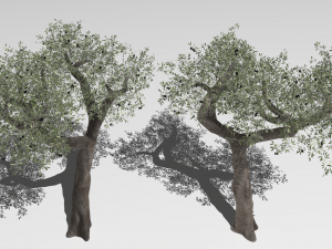 Six Olive trees 3Dモデル