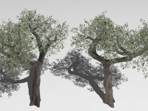 Six Olive trees 3D Model