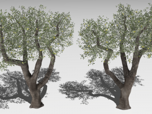 Six Olive trees 3Dモデル