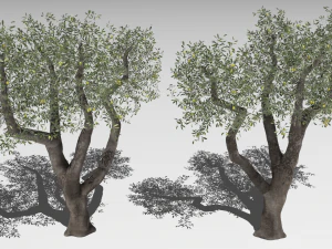 Six Olive trees 3D Model