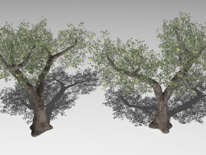 Six Olive trees 3Dモデル