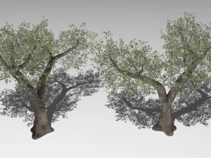 Six Olive trees 3D Model