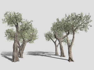 Six Olive trees 3D Model