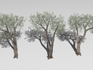 Six Olive trees 3Dモデル