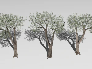 Six Olive trees 3D Model