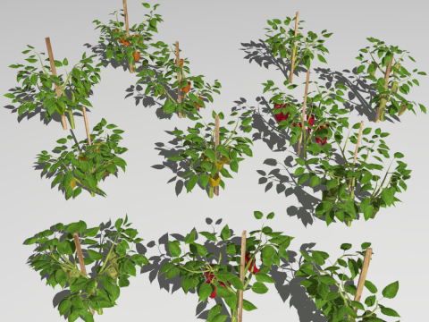 Pepper plantation 3D Model