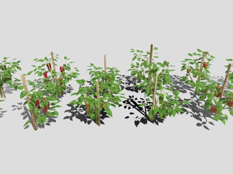 Плантація перцю 3D Модель