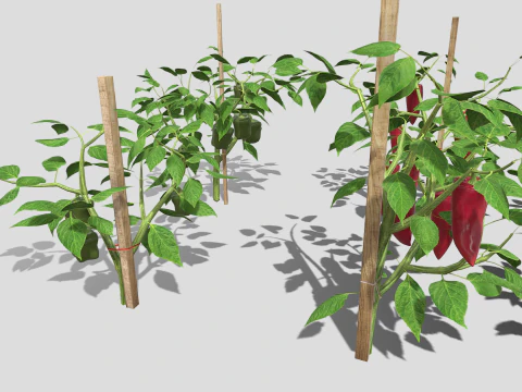 Плантація перцю 3D Модель