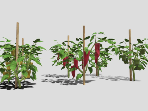 Плантація перцю 3D Модель