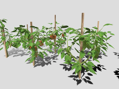 Плантація перцю 3D Модель