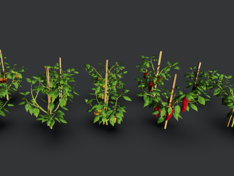 Pepper plantation 3D मॉडल