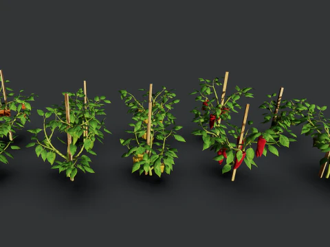 Плантація перцю 3D Модель