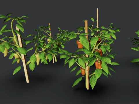 Плантація перцю 3D Модель