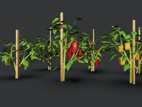 Плантація перцю 3D Модель