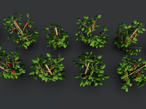 Pepper plantation 3D मॉडल