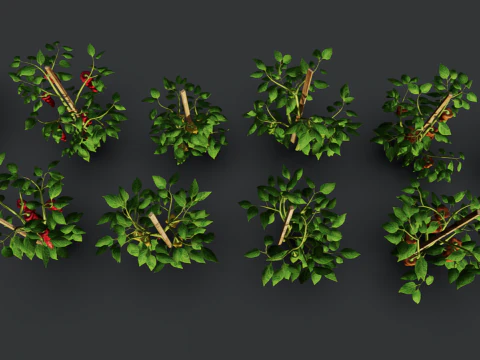 Плантація перцю 3D Модель